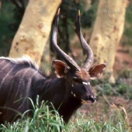 Kudu_