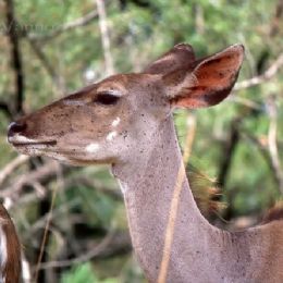 Kudu_maggiore