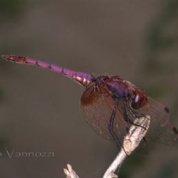 Libellula rossa