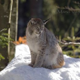 lince15
