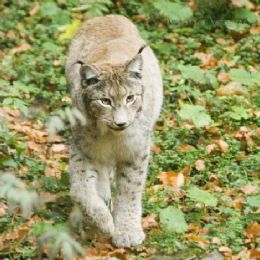 lince2
