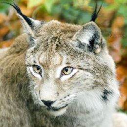 lince4