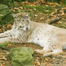 lince6