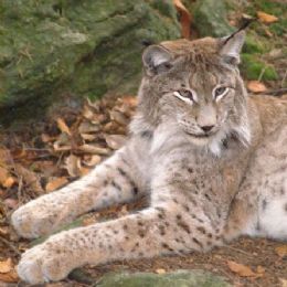 lince9