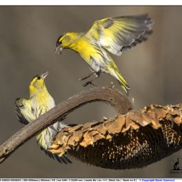 Lucherini maschi - in lotta