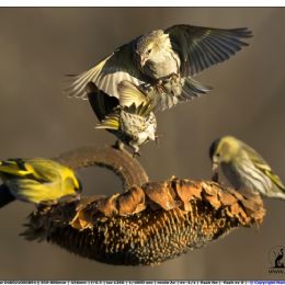 Lucherini in combattimento