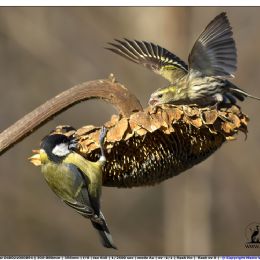 Lucherino femmina VS Cinciallegra