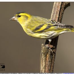 Lucherino maschio su gambo di girasole.