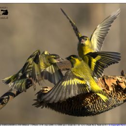 Lucherini (maschio) - alterco per il cibo