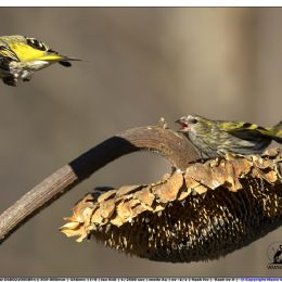 Femmina di Lucherino caccia il maschio