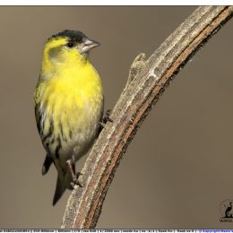 Lucherino maschio - profilo