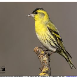 Lucherini maschio - ritratto