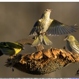 Lucherino femmina in partenza