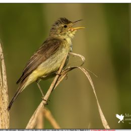 LUGLIO_Canapino canterino