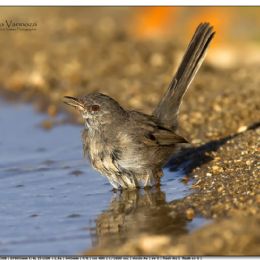 LUGLIO_Magnanina sarda