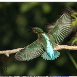 LUGLIO_Martin pescatore
