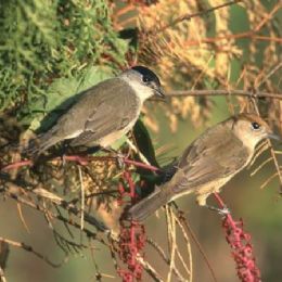 Lui - Lei (capinere)