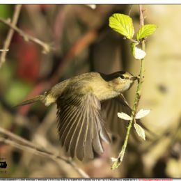 Luì piccolo attacco al volo