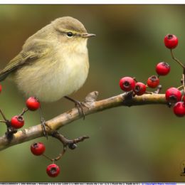 Luì piccolo su bacche