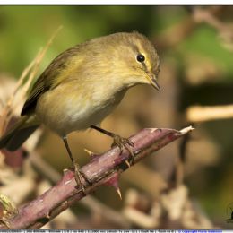Luì piccolo...curioso