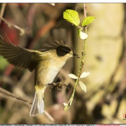 Lui piccolo con preda