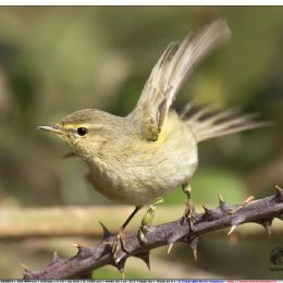 Luì piccolo partenza