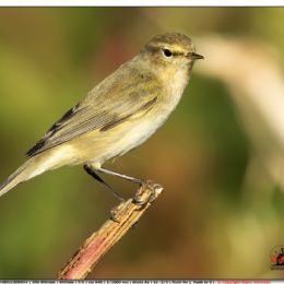 Luì piccolo in posa