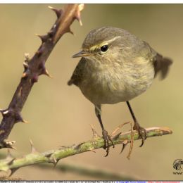 Luì piccolo su rovo