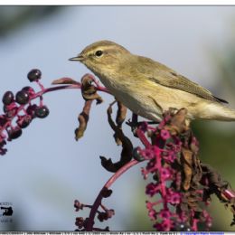 Luì piccolo su fitolacca
