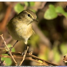 Luì piccolo...curioso