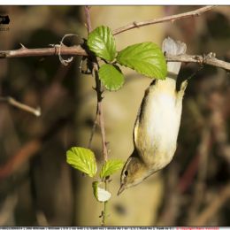 Luì piccolo osserva la preda