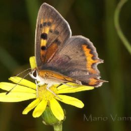 Lycaena phloeas