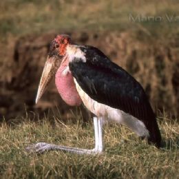 Marabù3