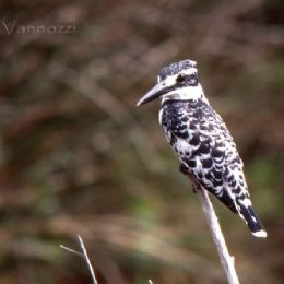 Martin Pescatore bianco e nero