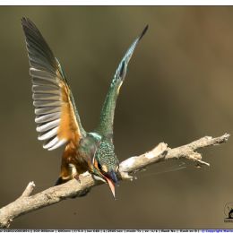 Martin pescatore - minacce