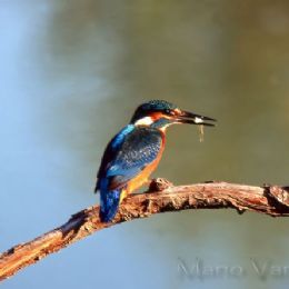 Martin pescatore + preda