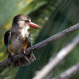 Martin pescatore reale