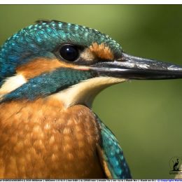 Martin pescatore...ritratto