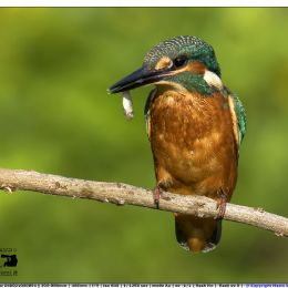 Martin pescatore con preda