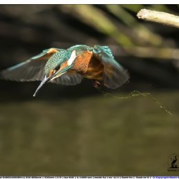 Martin pescatore in volo