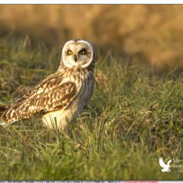 MARZO_Gufo di palude