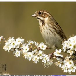 MARZO_Migliarino di palude