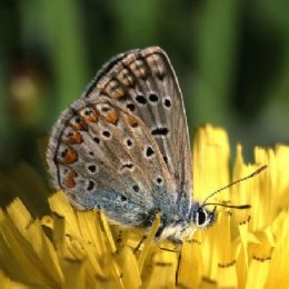 Melitaea dydima