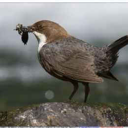Merlo acquaiolo con preda