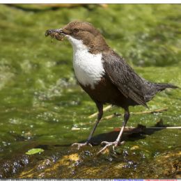 Merlo acquaiolo su alghe con preda