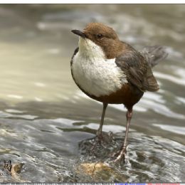 Merlo acquaiolo in attesa