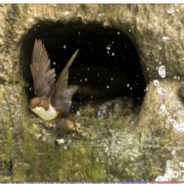 Merlo acquaiolo in volo dal nido