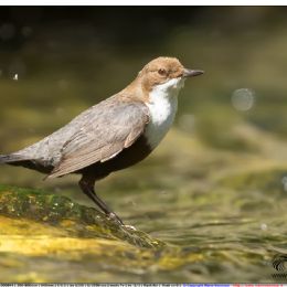 Merlo acquaiolo in attesa