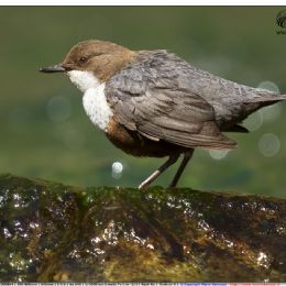 Merlo acquaiolo in pausa