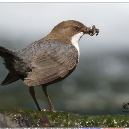 merlo acquaiolo con preda